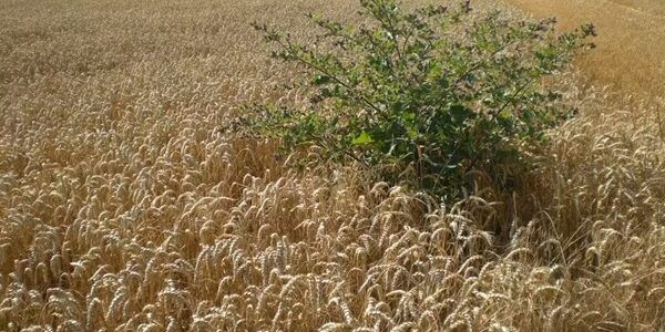 bon grain ivraie
